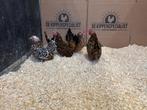 Jonge tamme Chabo krielkippen - gesekst en ingeënt, Dieren en Toebehoren, Pluimvee, Vrouwelijk, Kip