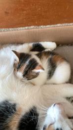 Kitten, Dieren en Toebehoren, Katten en Kittens | Raskatten | Korthaar, Poes