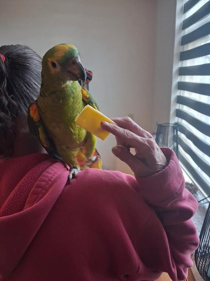 papegaaien kweekkoppel, Dieren en Toebehoren, Vogels | Parkieten en Papegaaien, Papegaai, Meerdere dieren, Geringd