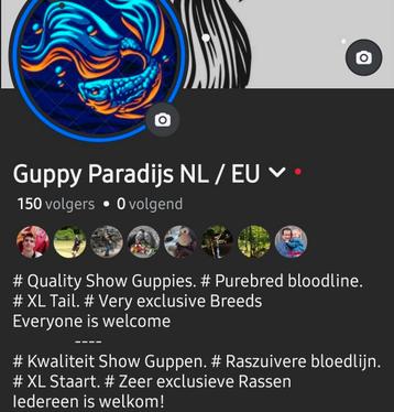 Speciale Raszuiver Guppen! zeer exclusieve rassen. beschikbaar voor biedingen