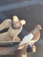 Mooi duiven voor 20 euro 4 stuk, Dieren en Toebehoren, Vogels | Duiven, Meerdere dieren