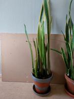 Sanseveria, Huis en Inrichting, Kamerplanten, Ophalen of Verzenden, Halfschaduw, Minder dan 100 cm