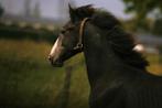 Zangersheide-Holsteiner-Lusitano Jaarlinghengst v. Asca Z., Dieren en Toebehoren, Paarden, Gechipt, Dressuurpaard, 0 tot 2 jaar