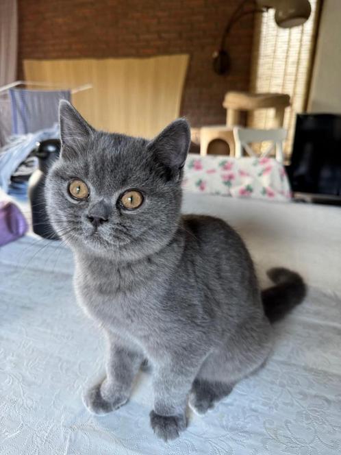 Brits Korthaar Blauw 🌸, Dieren en Toebehoren, Katten en Kittens | Raskatten | Korthaar, Meerdere dieren, 0 tot 2 jaar, Gechipt