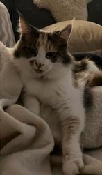 10 Jarige Maincoon Suus, Poes