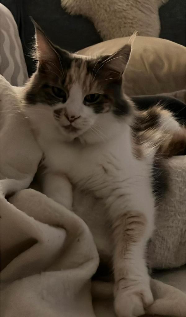 10 Jarige Maincoon Suus, Dieren en Toebehoren, Katten en Kittens | Raskatten | Langhaar, Poes