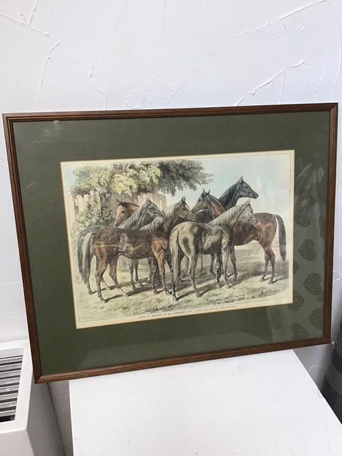 Antiek paarden gravure,Arabische volbloed,paarden schilderij, Antiek en Kunst, Kunst | Etsen en Gravures, Ophalen
