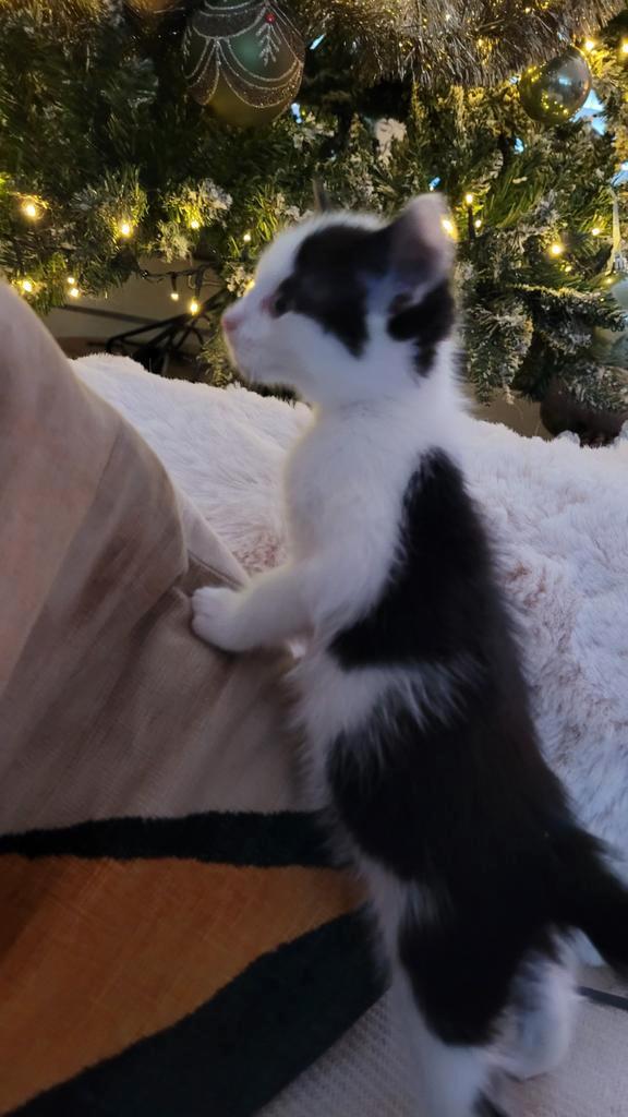 Kittens half Maine Coon gechipt, Dieren en Toebehoren, Katten en Kittens | Raskatten | Langhaar, Meerdere dieren, Gechipt