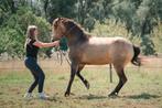Diverse paarden (grondwerk)lessen aangeboden!, Paardrijles of Ponykampen