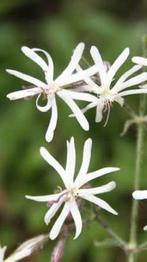 Zaden nachtsilene , Silene nutans, Ophalen of Verzenden, Voorjaar, Volle zon, Zaad