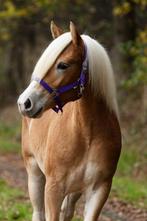 2-jarige haflinger merrie, Met stamboom, 0 tot 2 jaar, Onbeleerd, Merrie