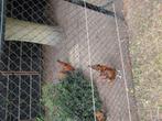 Brabanter hanen, Dieren en Toebehoren, Pluimvee, Mannelijk, Kip