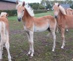 Haflinger merrieveulen, Dieren en Toebehoren, Hengst, Ontwormd, 0 tot 2 jaar