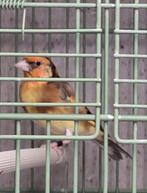Majoor putter bruingeel pop, Vrouwelijk, Wildzangvogel, Geringd
