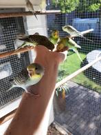 Handtamme mooie grasparkieten mei 2O25, Dieren en Toebehoren, Vogels | Parkieten en Papegaaien, Meerdere dieren, Parkiet, Tam