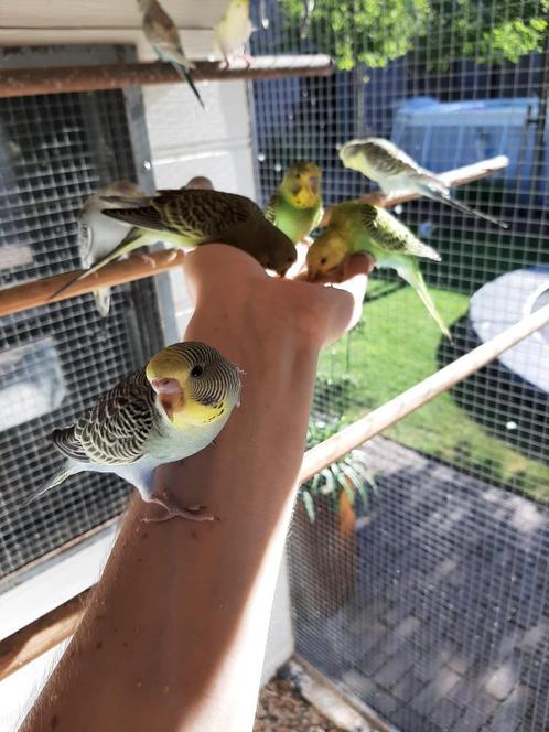 Handtamme mooie grasparkieten mei 2O25, Dieren en Toebehoren, Vogels | Parkieten en Papegaaien, Parkiet, Meerdere dieren, Tam