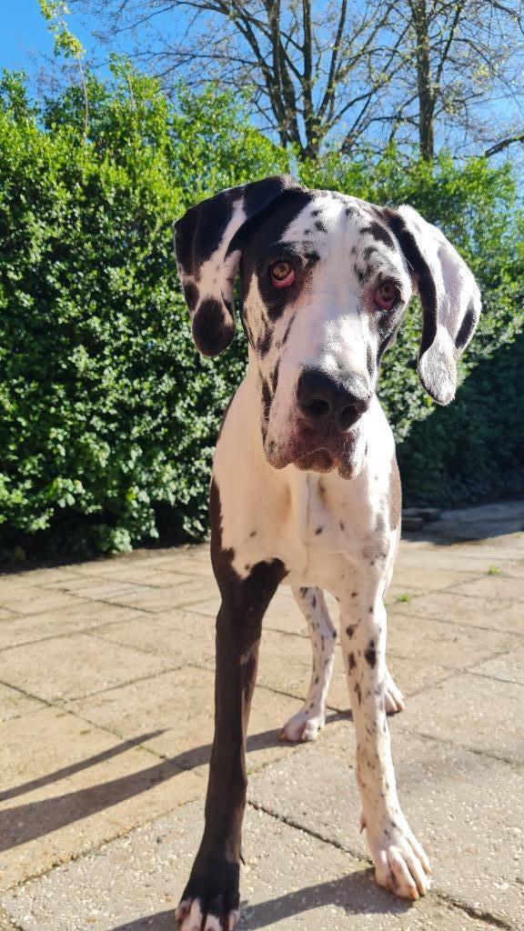 Lieve Duitse dog zoekt ervaren en liefdevol thuis, Dieren en Toebehoren, Honden | Bulldogs, Pinschers en Molossers, Teef, Overige rassen