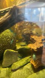 Kleine blauw garnalen, Dieren en Toebehoren, Vissen | Aquariumvissen, Kreeft, Krab of Garnaal