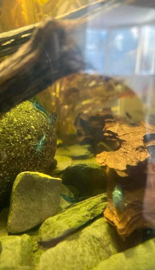 Kleine blauw garnalen, Dieren en Toebehoren, Vissen | Aquariumvissen, Kreeft, Krab of Garnaal