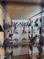 Valkparkieten, Meerdere dieren, Parkiet