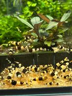 Crystal black garnaal, Kreeft, Krab of Garnaal