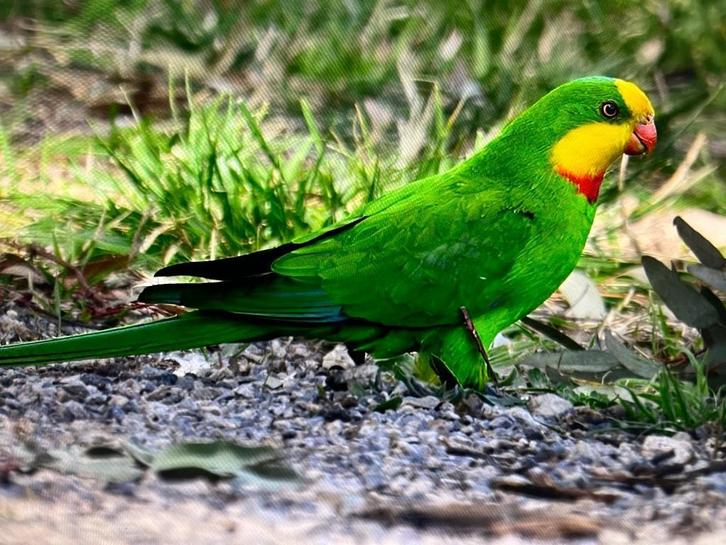 PRACHTIGE PARKIET, Dieren en Toebehoren, Vogels | Parkieten en Papegaaien, Parkiet, Mannelijk, Geringd