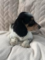 Teckel pup️️️, Dieren en Toebehoren, Honden | Teckels en Dashonden, Kaninchen, Reu, CDV (hondenziekte), 8 tot 15 weken