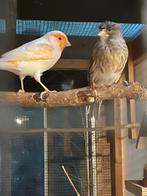 Kopel harlekijn kanaries, Dieren en Toebehoren, Vogels | Kanaries, Meerdere dieren, Kleurkanarie