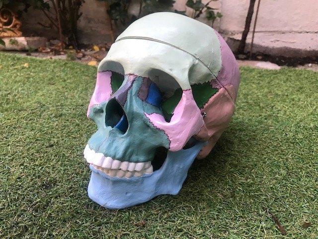 mooie anatomische schedel, Antiek en Kunst, Curiosa en Brocante, Ophalen of Verzenden