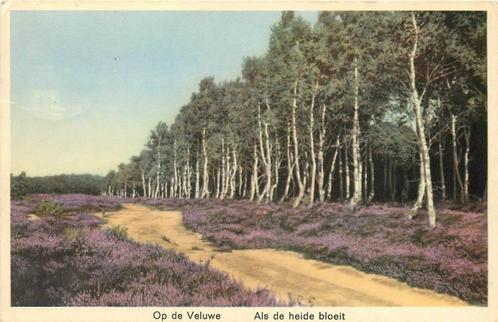 (388-457-015) Op de Veluwe Als de heide bloeit, Verzamelen, Ansichtkaarten | Nederland, Gelderland, Verzenden