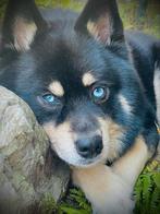 Prachtige  pomsky f1 dekreu (niet te koop maar o zo lief ), Dieren en Toebehoren, Rabiës (hondsdolheid), Reu, Eén hond, 3 tot 5 jaar