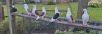 Duiven, Dieren en Toebehoren, Meerdere dieren, Overige soorten