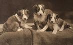 1934  hond 3 schotse herdershond puppies Collie Colley, Gelopen, Overige thema's, 1920 tot 1940, Verzenden