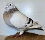 Showpostduiven postduiven duiven, Dieren en Toebehoren, Vogels | Duiven, Meerdere dieren, Postduif