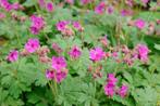 geranium, Ophalen, Bodembedekkers, Vaste plant, Halfschaduw