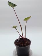 Colocasia Tea Cup hoogte 30 cm, Tuin en Terras, Planten | Tuinplanten, Ophalen of Verzenden