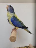 Te koop opaline blauwe violet witborst man 2025, Dieren en Toebehoren, Vogels | Parkieten en Papegaaien, Mannelijk, Parkiet, Geringd