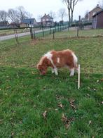 Tekoop mooi klein vosbont mini hengsje, Dieren en Toebehoren, Mannelijk, Geit