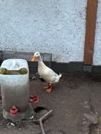 Indische loopeend woerd, Mannelijk, Eend