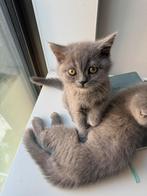 Britse korthaar kittens - Verschillende kleuren, Dieren en Toebehoren, Katten en Kittens | Raskatten | Korthaar, Meerdere dieren