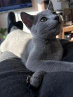 Blauwe Rus kitten - laatste kans: Evan , de 'tractor', Dieren en Toebehoren, Katten en Kittens | Raskatten | Korthaar, Meerdere dieren
