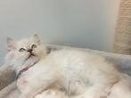 Ragdoll Kittens, Dieren en Toebehoren, Meerdere dieren, Gechipt, 0 tot 2 jaar