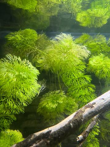 Limnophila Sessiliflora Dwerg Ambulia (aquariumplant) beschikbaar voor biedingen