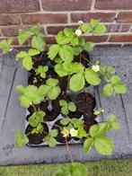 aardbeien stekken, Tuin en Terras, Planten | Tuinplanten, Zomer, Ophalen of Verzenden, Volle zon