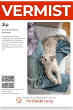 Vermist Nijmegen Korenbloemstr 8mnd oud Ragdoll kitten, Dieren en Toebehoren, Katten en Kittens | Raskatten | Langhaar, Kater