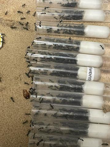 Camponotus Parius mieren beschikbaar voor biedingen