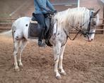 Brave talentvolle 4,5 spikkel E pony 1,56m-recr-manege-sport, Dieren en Toebehoren, Pony's, Ruin, Zadelmak, 3 tot 6 jaar, Recreatiepony