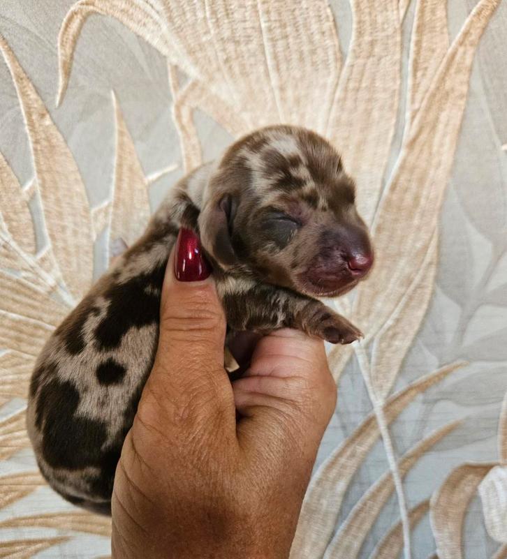 Fattoria del Bassotto heeft weer dwergteckeltjes, Dieren en Toebehoren, Honden | Teckels en Dashonden, Meerdere dieren, Korthaar