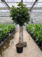 Schleffera actinophyla 240cm dikke gevlochten stam, Ophalen, Overige soorten, Halfschaduw, 200 cm of meer
