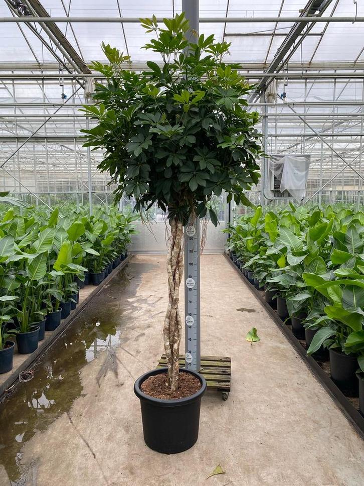 Schleffera actinophyla 240cm dikke gevlochten stam, Huis en Inrichting, Kamerplanten, Overige soorten, 200 cm of meer, Halfschaduw